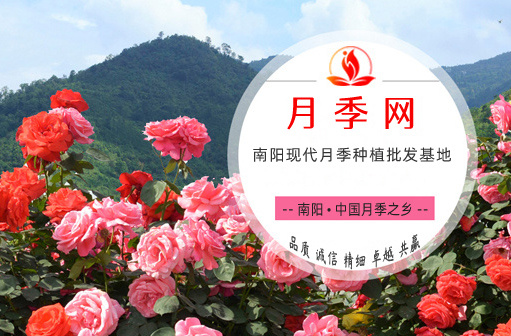 關于月季網(圖1)