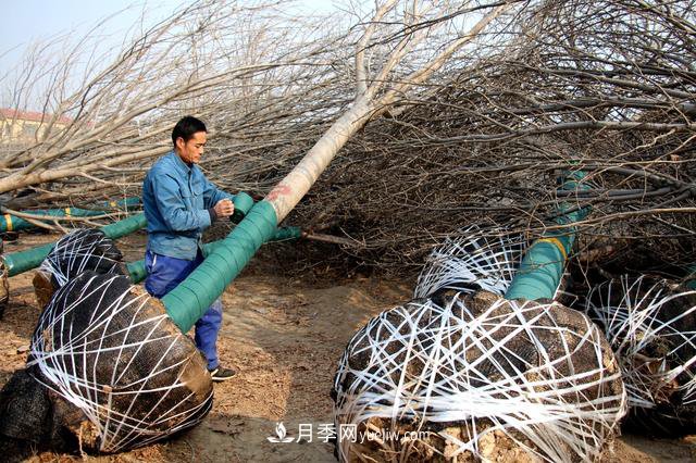 “買全國、賣全國”，濱州冬季苗木交易忙(圖1)