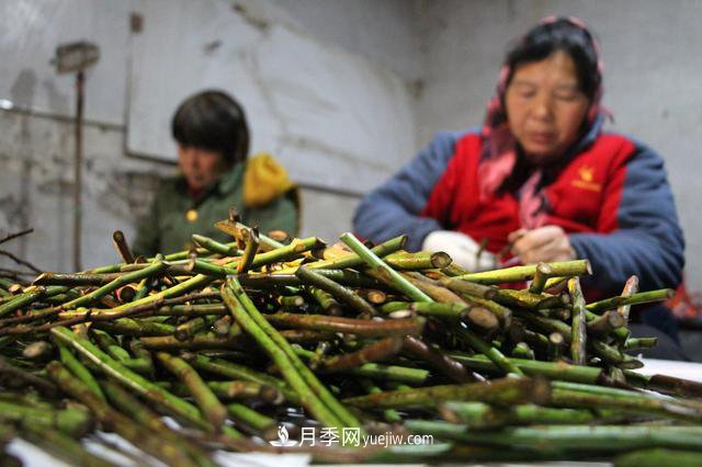 “買全國、賣全國”，濱州冬季苗木交易忙(圖2)