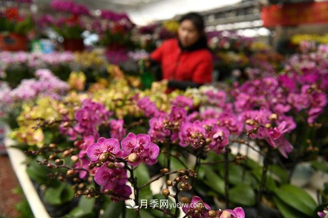 河北石家莊：元旦將至花卉購(gòu)銷(xiāo)旺(圖1)