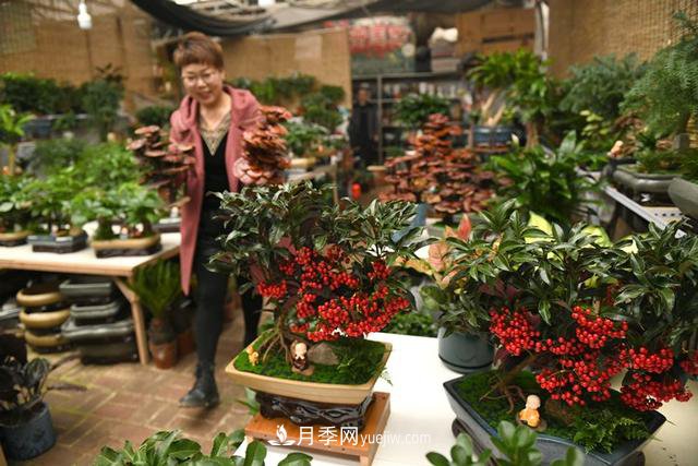 河北石家莊：元旦將至花卉購(gòu)銷(xiāo)旺(圖2)
