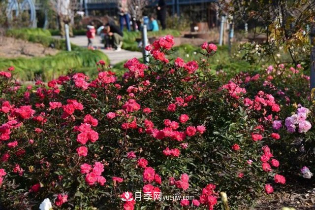 上海植物園內(nèi)部分月季釋放冬季魅力，觀賞區(qū)還在不斷優(yōu)化中(圖1)