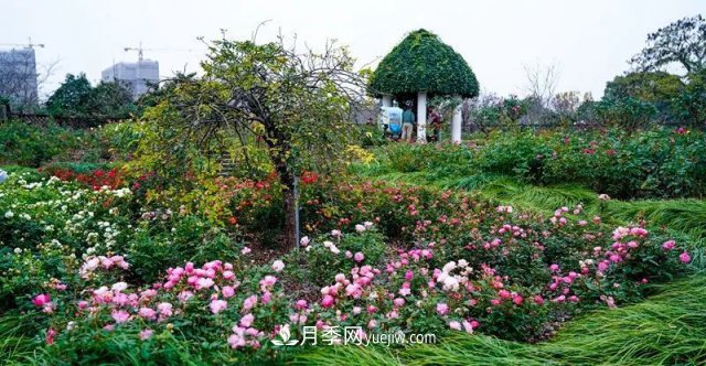 上海植物園內(nèi)部分月季釋放冬季魅力，觀賞區(qū)還在不斷優(yōu)化中(圖3)