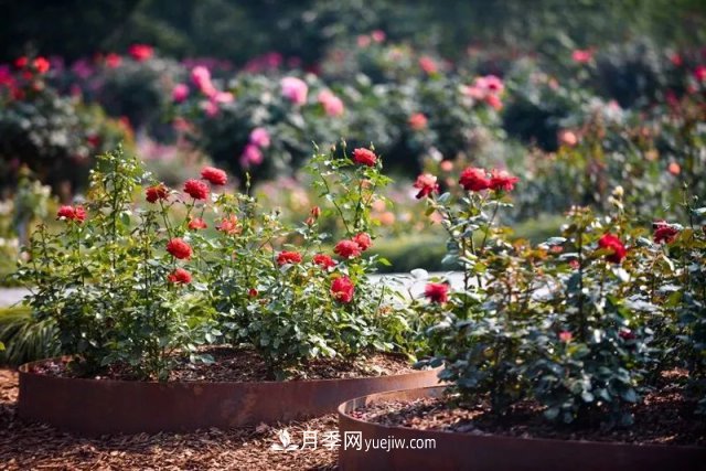 上海植物園內(nèi)部分月季釋放冬季魅力，觀賞區(qū)還在不斷優(yōu)化中(圖6)