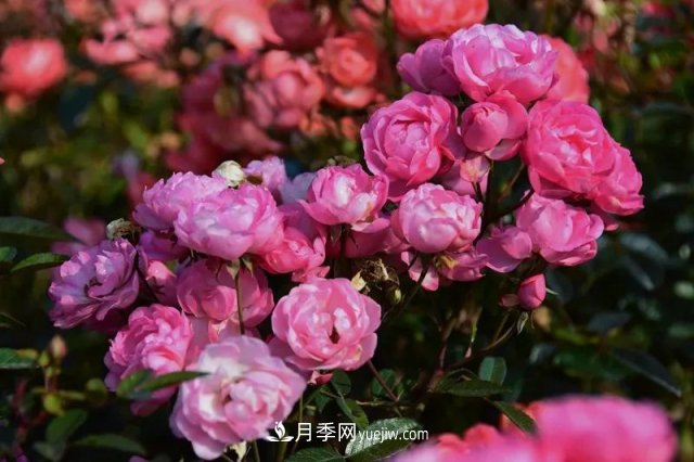 上海植物園內(nèi)部分月季釋放冬季魅力，觀賞區(qū)還在不斷優(yōu)化中(圖4)