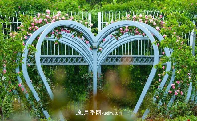 上海植物園內(nèi)部分月季釋放冬季魅力，觀賞區(qū)還在不斷優(yōu)化中(圖2)