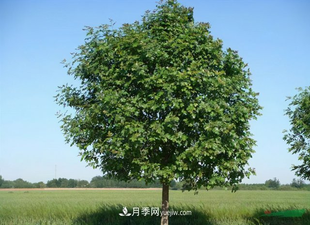 十大推介樹種出爐，或是2020年***后一波苗木商機(圖4)