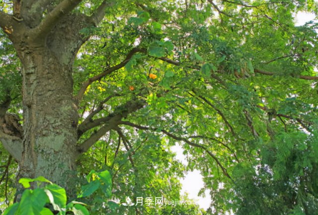 十大推介樹種出爐，或是2020年***后一波苗木商機(圖2)