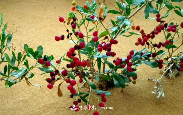 十大推介樹種出爐，或是2020年***后一波苗木商機(圖7)