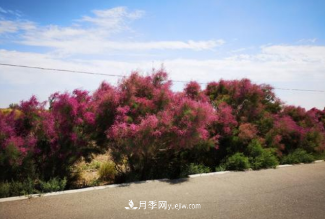 十大推介樹種出爐，或是2020年***后一波苗木商機(圖8)