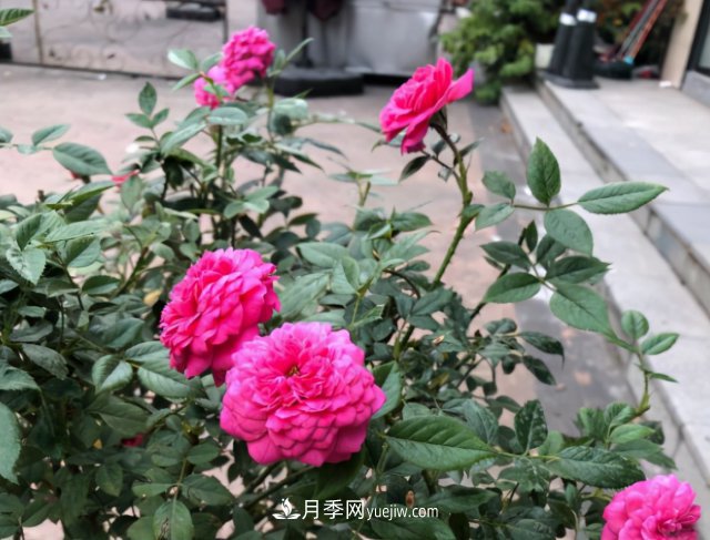 冬季實(shí)惠的裸根月季，栽種做好3件事讓冬季室內(nèi)開(kāi)滿(mǎn)花(圖3)