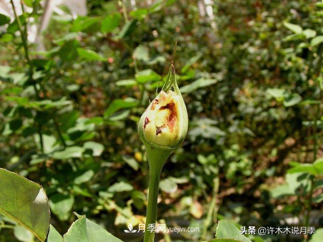 月季病蟲害TOP10排行榜，哪種病害更難纏？給你防治方法(圖7)
