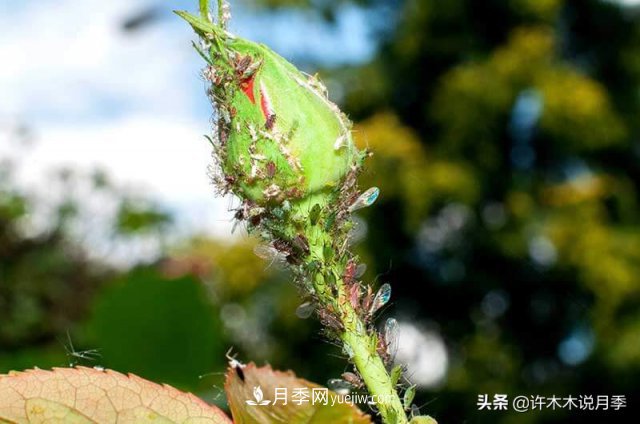 月季病蟲害TOP10排行榜，哪種病害更難纏？給你防治方法(圖8)