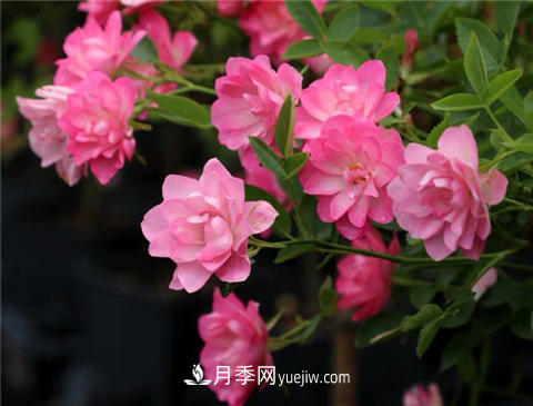新手推薦3款月季品種，四季花開不斷越養(yǎng)越上癮(圖2)