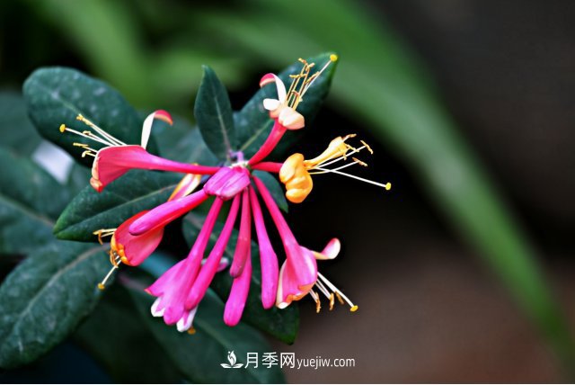 市場前景大好的6種忍冬科植物，你家苗圃有嗎？(圖6)