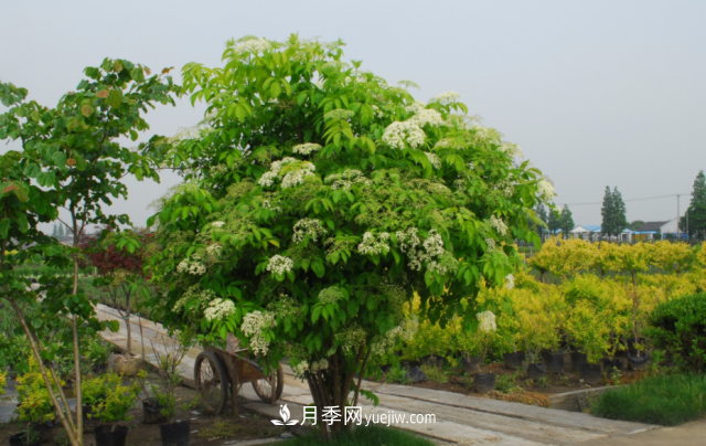 市場前景大好的6種忍冬科植物，你家苗圃有嗎？(圖5)