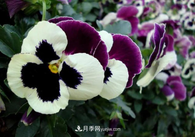 市場前景大好的6種忍冬科植物，你家苗圃有嗎？(圖2)