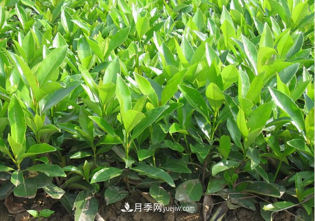 市場前景大好的6種忍冬科植物，你家苗圃有嗎？(圖4)