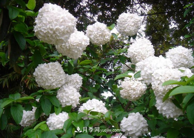 市場前景大好的6種忍冬科植物，你家苗圃有嗎？(圖3)