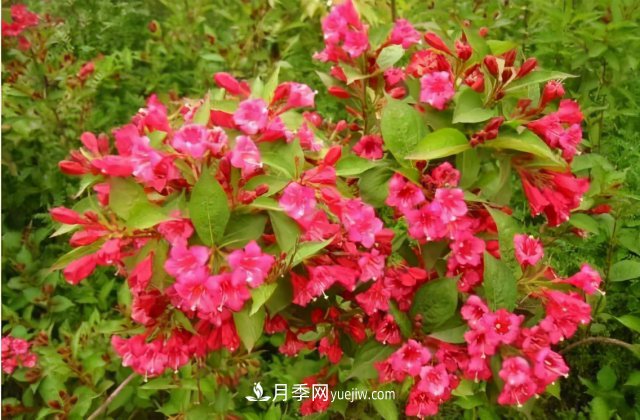 市場前景大好的6種忍冬科植物，你家苗圃有嗎？(圖1)