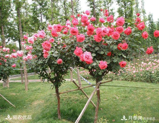 1、3、6公分南陽(yáng)樹(shù)狀月季多少錢(qián)一棵？樹(shù)狀月季價(jià)格表！(圖1)