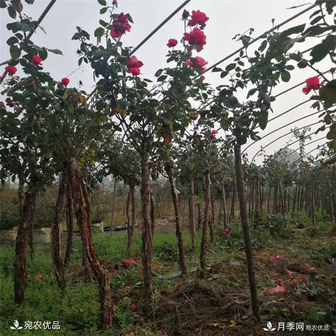 南陽(yáng)精品月季樹(shù)批發(fā)，1-5公分樹(shù)狀月季基地直銷(xiāo)(圖2)