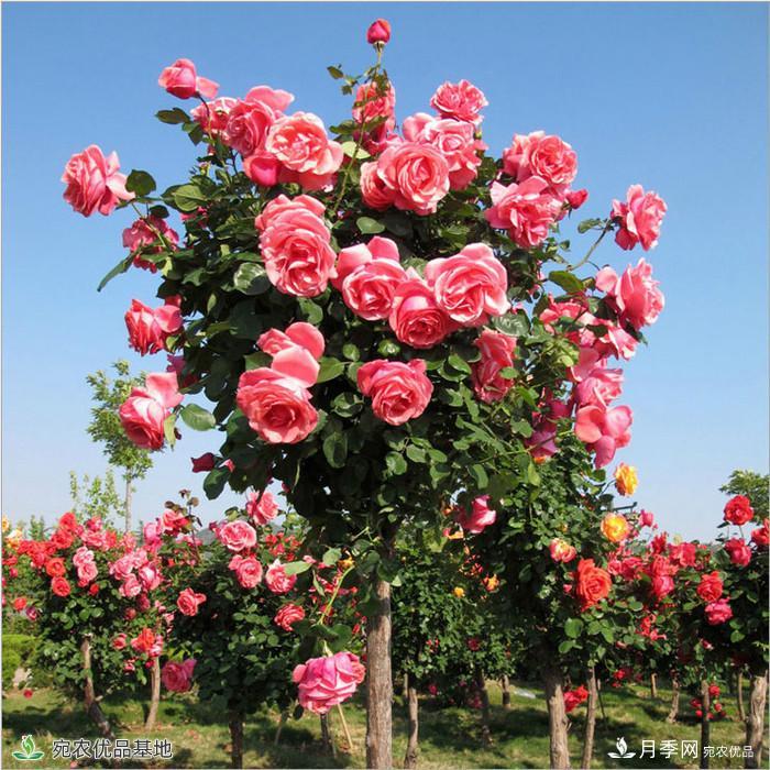 月季花瓣掉落？這幾個原因是關(guān)鍵，預(yù)防好鮮花水靈又鮮艷(圖1)