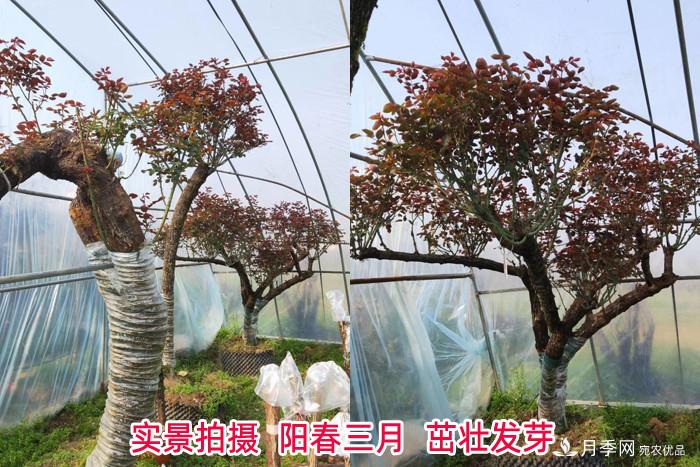 南陽(yáng)古樁月季園展風(fēng)采 特色月季產(chǎn)業(yè)促農(nóng)致富(圖1)