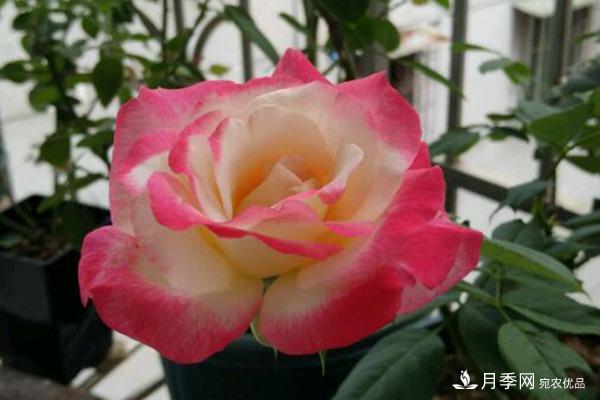 月季紅雙喜，養(yǎng)護簡單開花多，只要4招1年開花10個月(圖1)