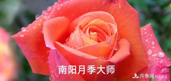 南陽市首批13名南陽月季大師名單都有誰？(圖1)