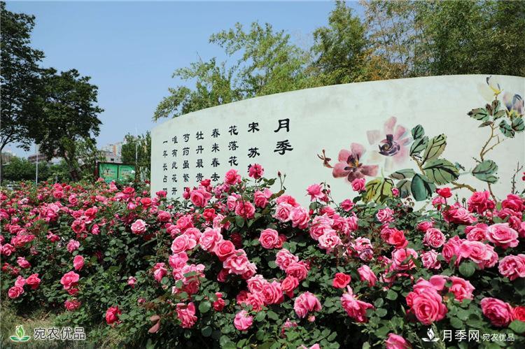 月季之鄉(xiāng)美不勝收！南陽月季景觀路觀賞指南，請收好！(圖4)
