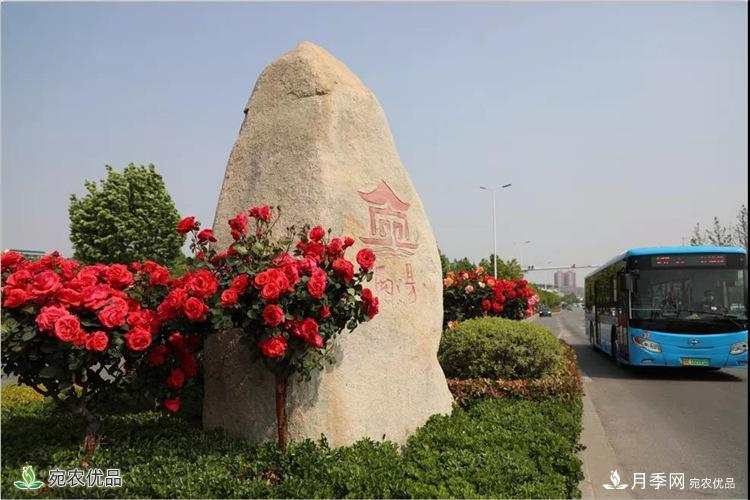 月季之鄉(xiāng)美不勝收！南陽月季景觀路觀賞指南，請收好！(圖10)