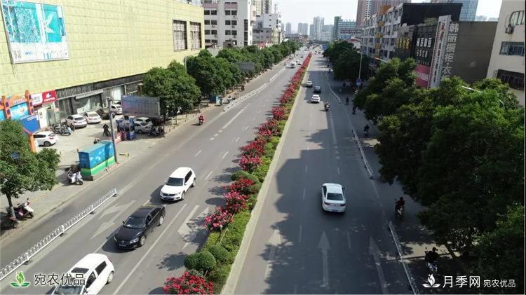 月季之鄉(xiāng)美不勝收！南陽月季景觀路觀賞指南，請收好！(圖6)