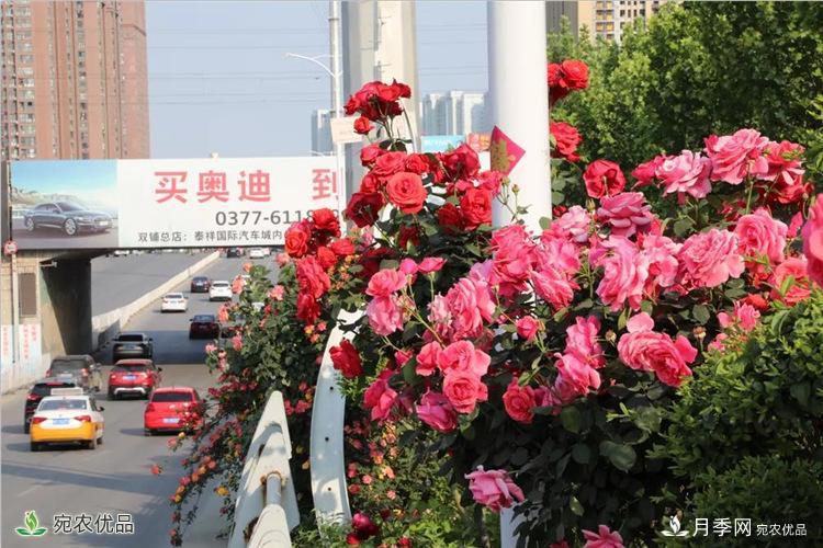 月季之鄉(xiāng)美不勝收！南陽月季景觀路觀賞指南，請收好！(圖15)