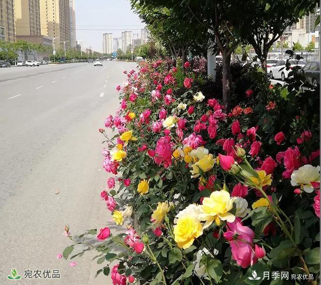 月季之鄉(xiāng)美不勝收！南陽月季景觀路觀賞指南，請收好！(圖18)
