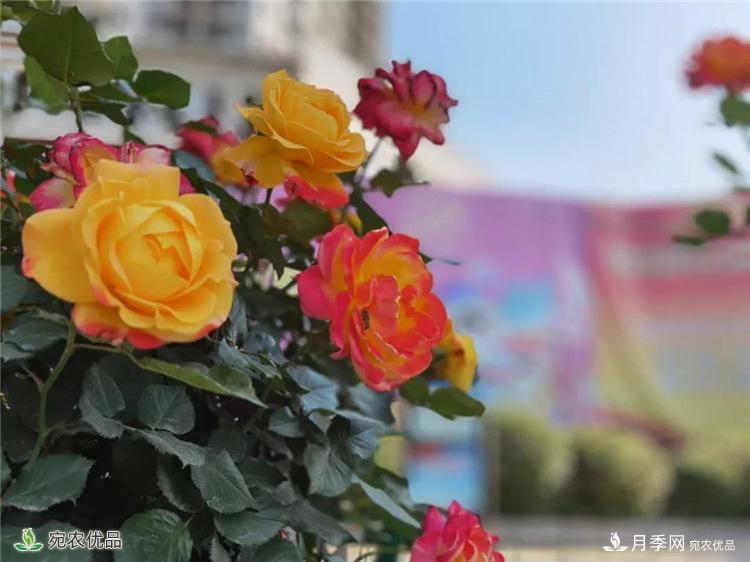 月季之鄉(xiāng)美不勝收！南陽月季景觀路觀賞指南，請收好！(圖20)