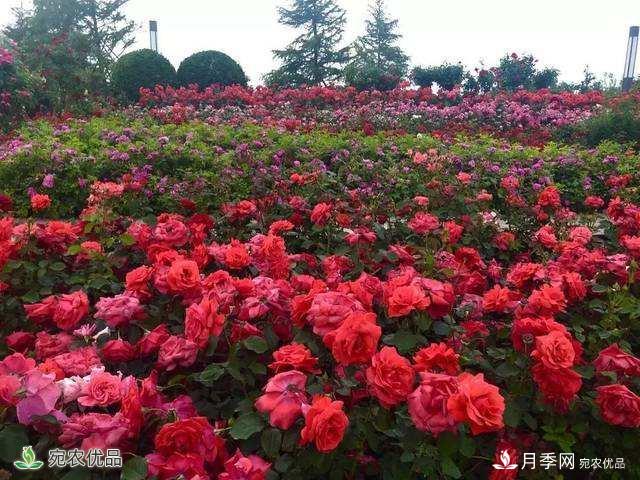 河北廊坊栽植16000平方米月季花迎“5.18”經(jīng)洽會(圖2)