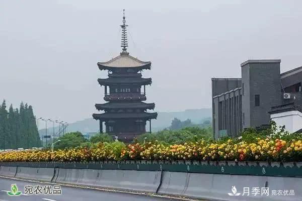 月季史詩(shī)，被中國(guó)70多個(gè)城市選為市花的月季，究竟有怎樣的魅力？(圖2)