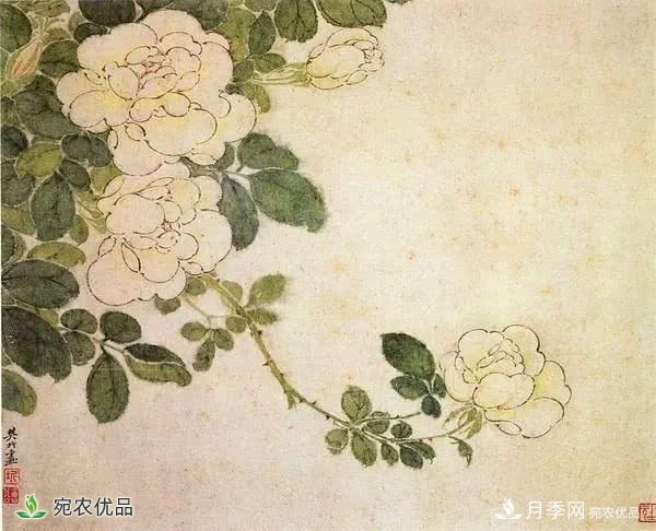 月季史詩(shī)，被中國(guó)70多個(gè)城市選為市花的月季，究竟有怎樣的魅力？(圖7)