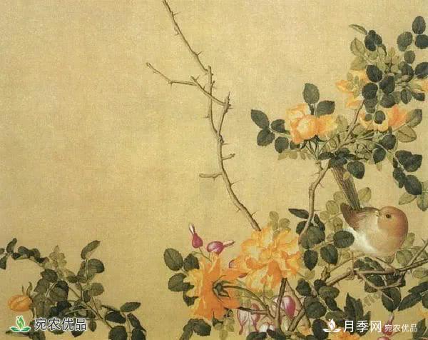 月季史詩(shī)，被中國(guó)70多個(gè)城市選為市花的月季，究竟有怎樣的魅力？(圖8)