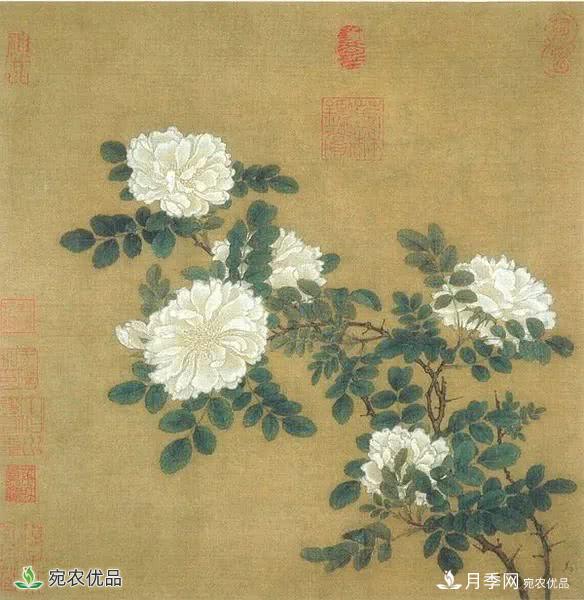 月季史詩(shī)，被中國(guó)70多個(gè)城市選為市花的月季，究竟有怎樣的魅力？(圖6)