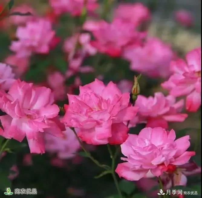 月季史詩(shī)，被中國(guó)70多個(gè)城市選為市花的月季，究竟有怎樣的魅力？(圖9)
