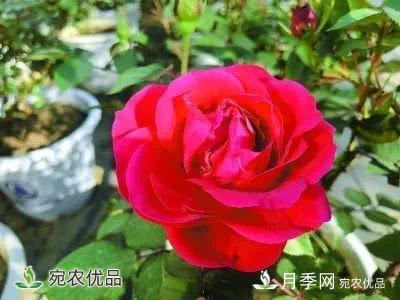 月季史詩(shī)，被中國(guó)70多個(gè)城市選為市花的月季，究竟有怎樣的魅力？(圖12)