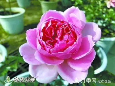 月季史詩(shī)，被中國(guó)70多個(gè)城市選為市花的月季，究竟有怎樣的魅力？(圖13)