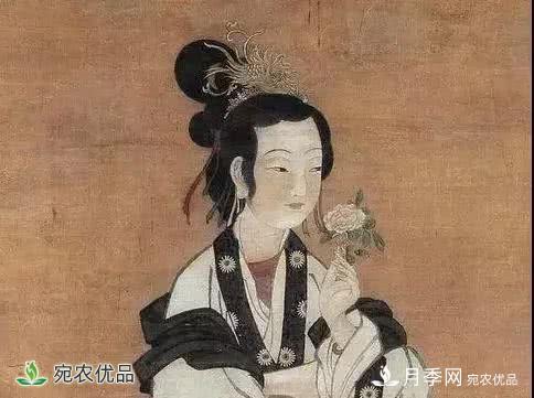 月季史詩(shī)，被中國(guó)70多個(gè)城市選為市花的月季，究竟有怎樣的魅力？(圖5)