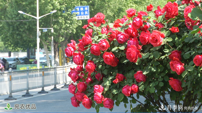 美不勝收芳香怡人！濟(jì)寧街頭月季花開(kāi)正艷(圖1)