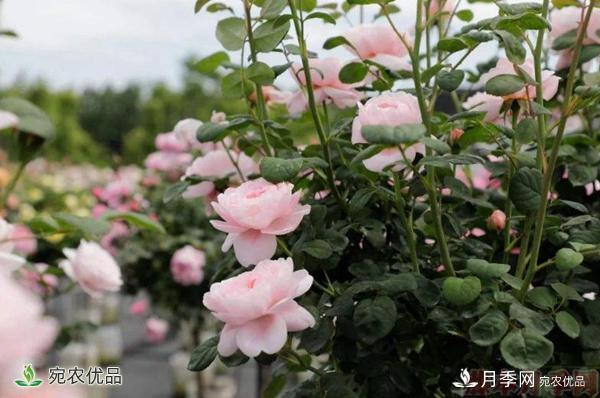 樹(shù)狀月季的價(jià)格，南陽(yáng)產(chǎn)地為什么這么便宜？(圖3)