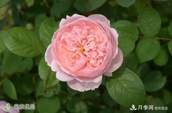 月季，市花之***，東西方的混血美人(圖1)