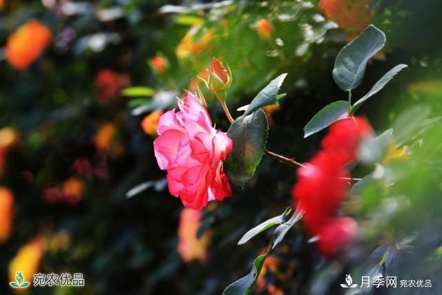 月季，市花之***，東西方的混血美人(圖3)