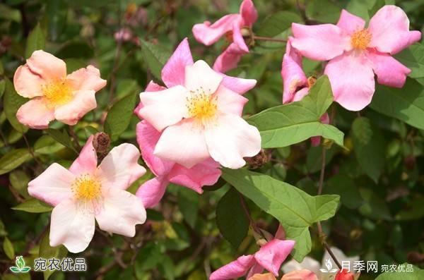 月季，市花之***，東西方的混血美人(圖2)